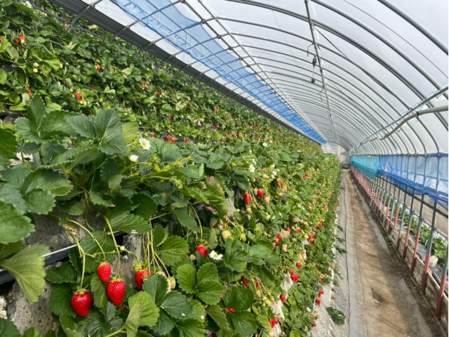 地形を活かした石垣栽培!景色とともに、元祖の苺をお楽しみください。