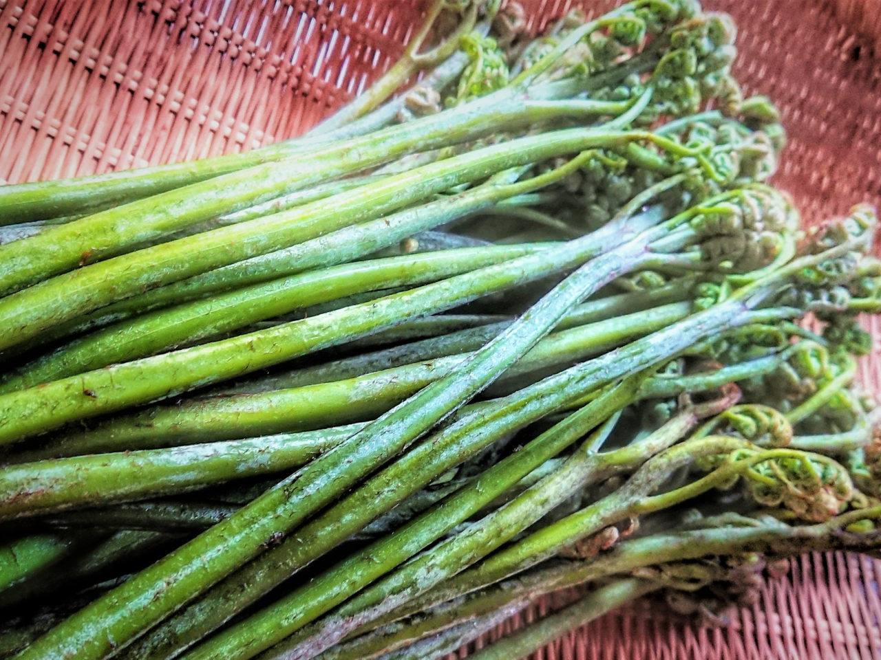 【新潟*ワラビ採り】\新発田ICから車で15分!/子供から大人まで、気軽にワラビ...