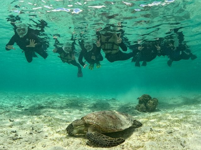 1組様だけの完全貸切ツアー! 他のお客様を気にせずゆっくりウミガメと一緒に泳ぎましょう!