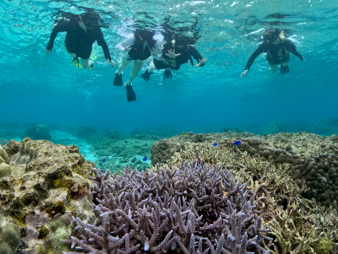 貸切ポイントには美しい珊瑚礁や熱帯魚がたくさん!