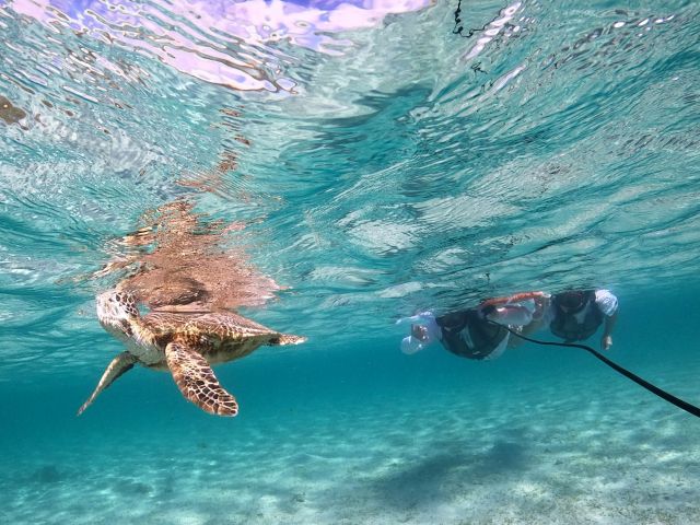 神秘的なウミガメの息継ぎ!