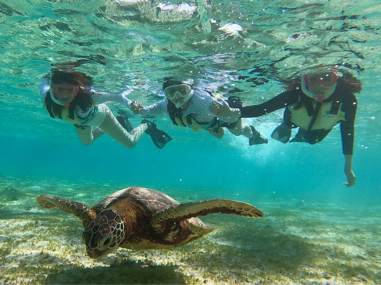 ウミガメと一緒に泳ぎたい!綺麗な珊瑚が見たい!かわいい熱帯魚が見たい!お客様のご要望にお応えしたツアーを企画致します♪