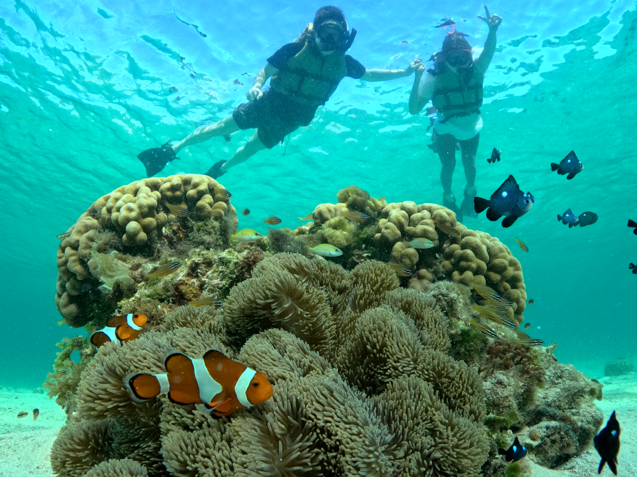 カクレクマノミも間近で見れます^^