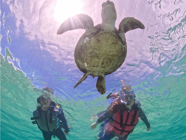 日本一の透明度を誇る宮古島の海で、ウミガメと一緒に泳ぎましょう♪