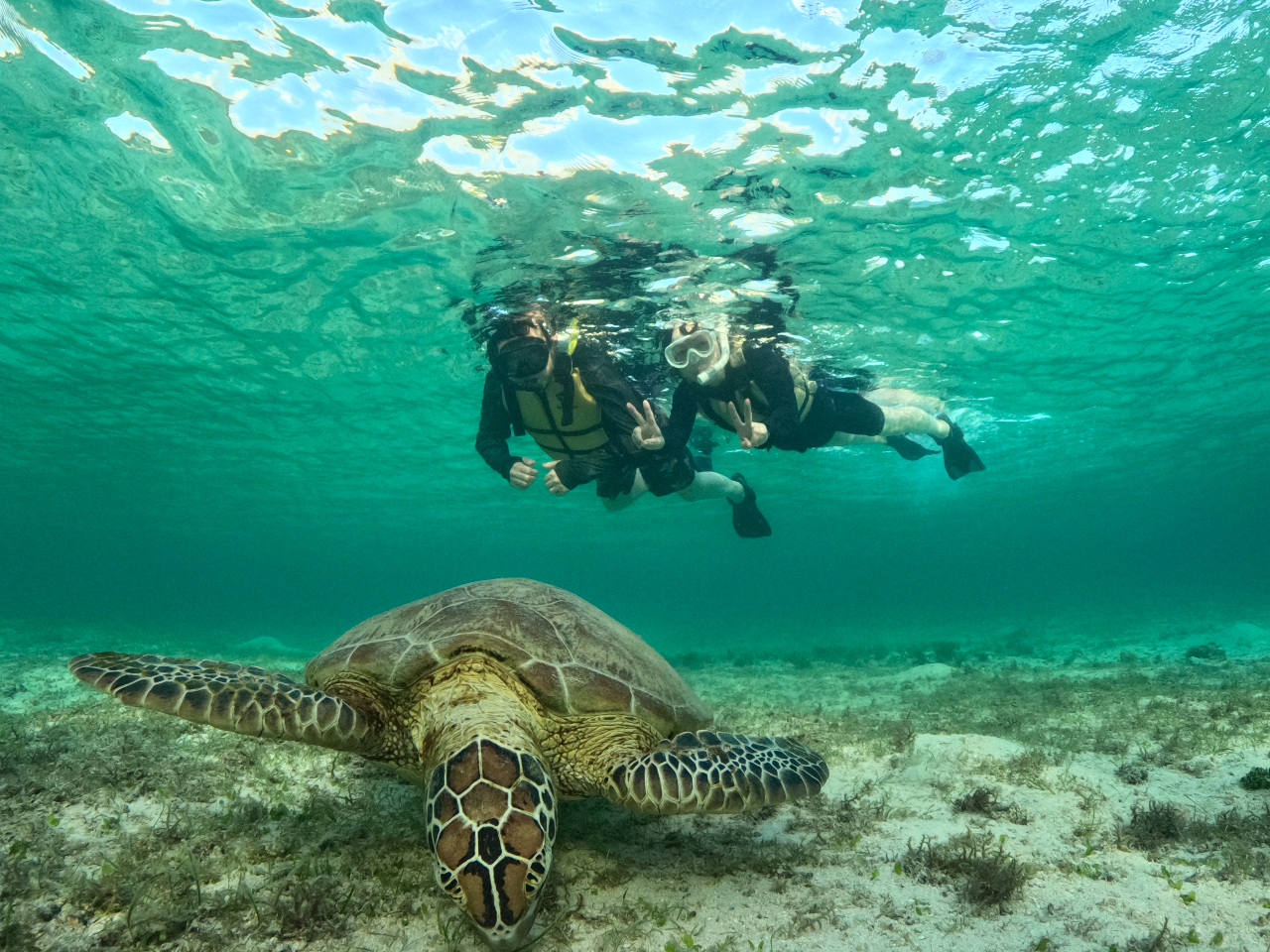 時間を忘れてゆっくりウミガメと泳げます♪