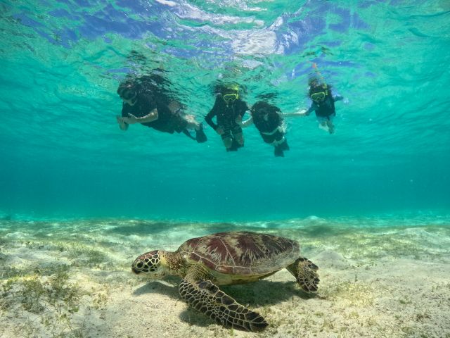 船ではなくビーチエントリーでのシュノーケリングツアーですので、小さなお子様でも安心してお楽しみいただけます!