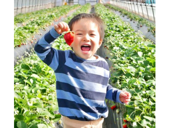 4月8日以降特別価格》【60分間いちご食べ放題♪】こだわりの土耕栽培で