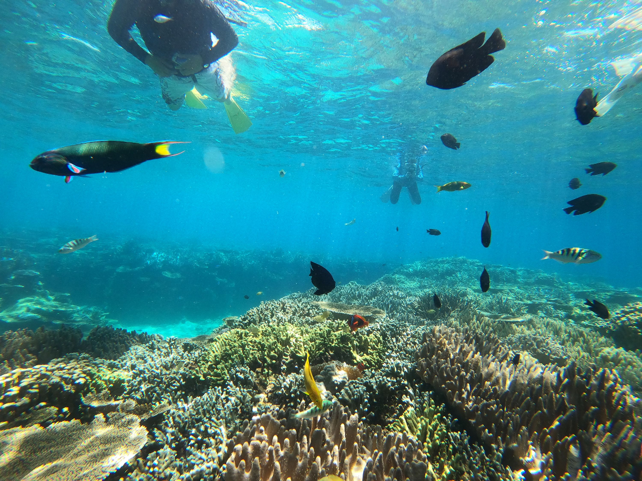スノーケリング お魚いっぱい、テレビで見るような水中世界をぜひご自分の目で