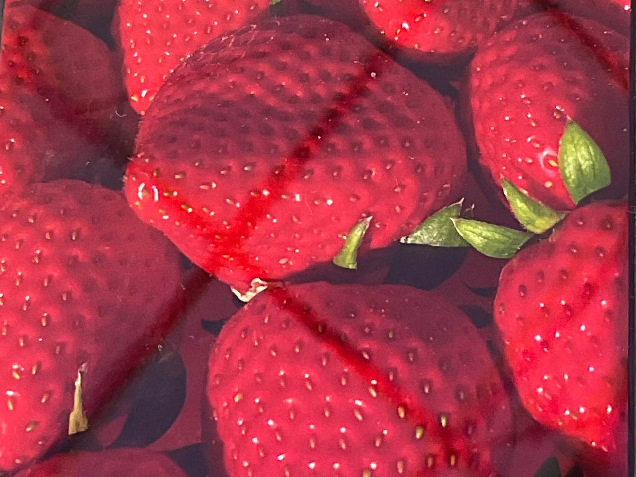 STRAWBERRY FARM Sun�̎ʐ^4