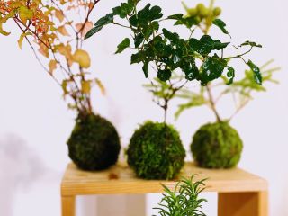 好きな植物を選んで、お持ち帰り!育て方も丁寧に説明します。