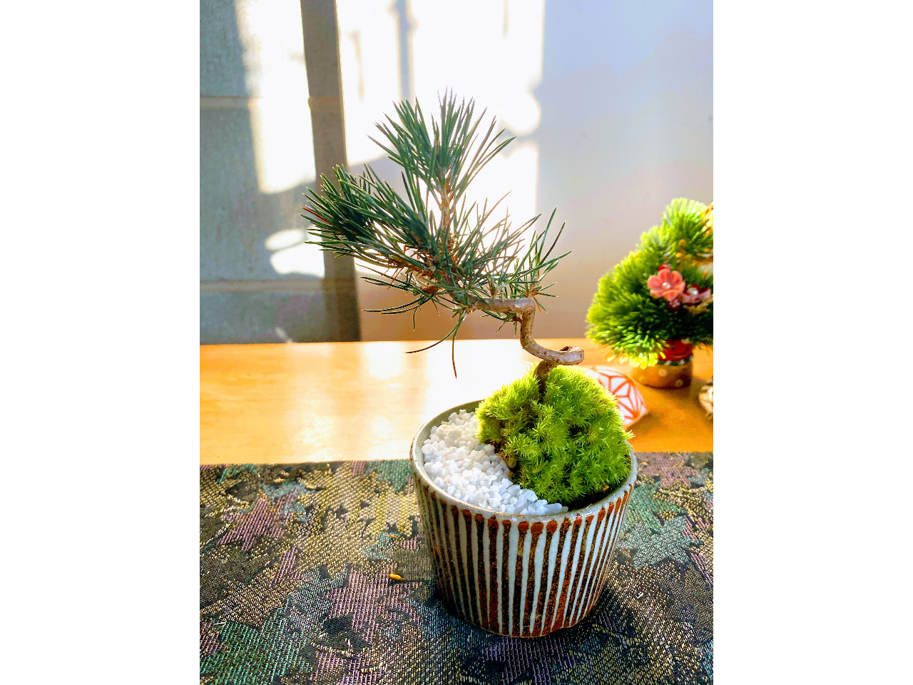 ミニ盆栽つくり×福岡市城南区】◇季節の植物と鉢を選んで自分好みに