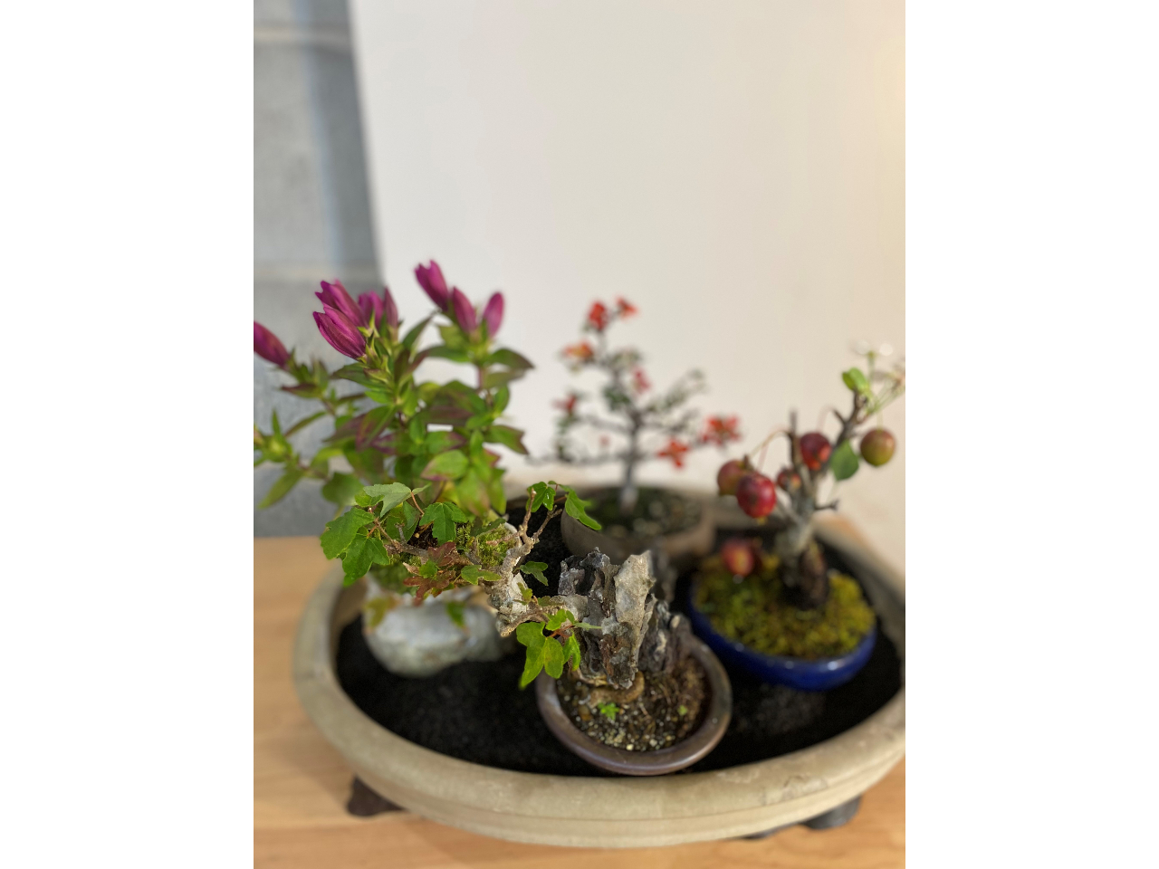 （夏休み値下げ）盆栽　福岡手渡し 夏休み値下げ）盆栽 福岡手渡し 20251114-16_poster-724x1024-1.png