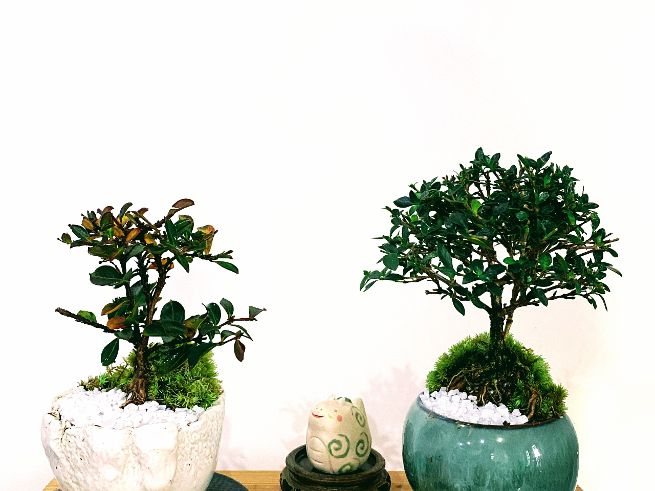 【ミニ盆栽つくり×福岡市城南区】◆季節の植物と鉢を選んで自分好みに♪◆《家族やカ...