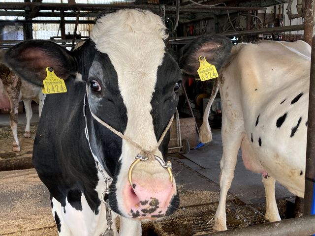 かわいい牛さんが皆様をお待ちしております♪