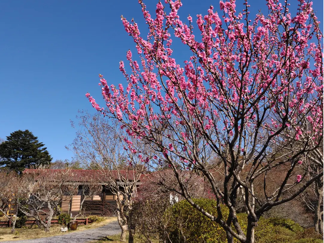 ̉Ԃ炢łB傩Ă̒ԏ̖ڂ̑Oɂ܂B