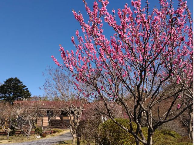 桃の花が咲いた頃です。門から入ってすぐの駐車場の目の前にあります。