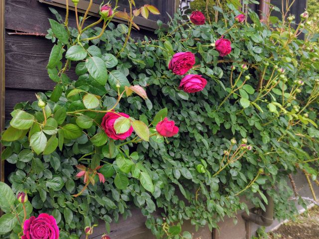 バラの香りもお楽しみくださいませm(_ _)m