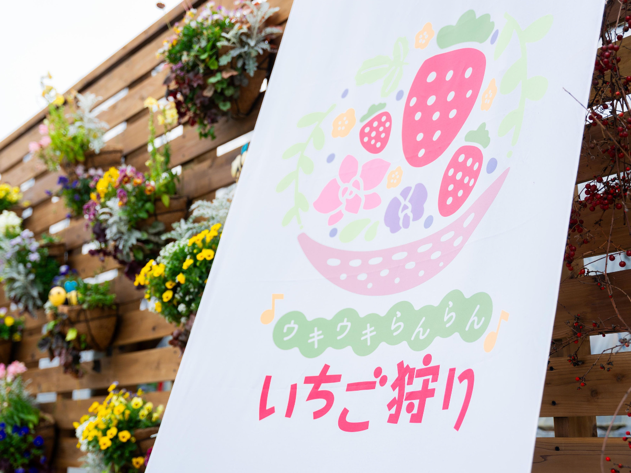 いちご狩り専門農園だからこそ、真っ赤に完熟した甘いイチゴが楽しめます♪