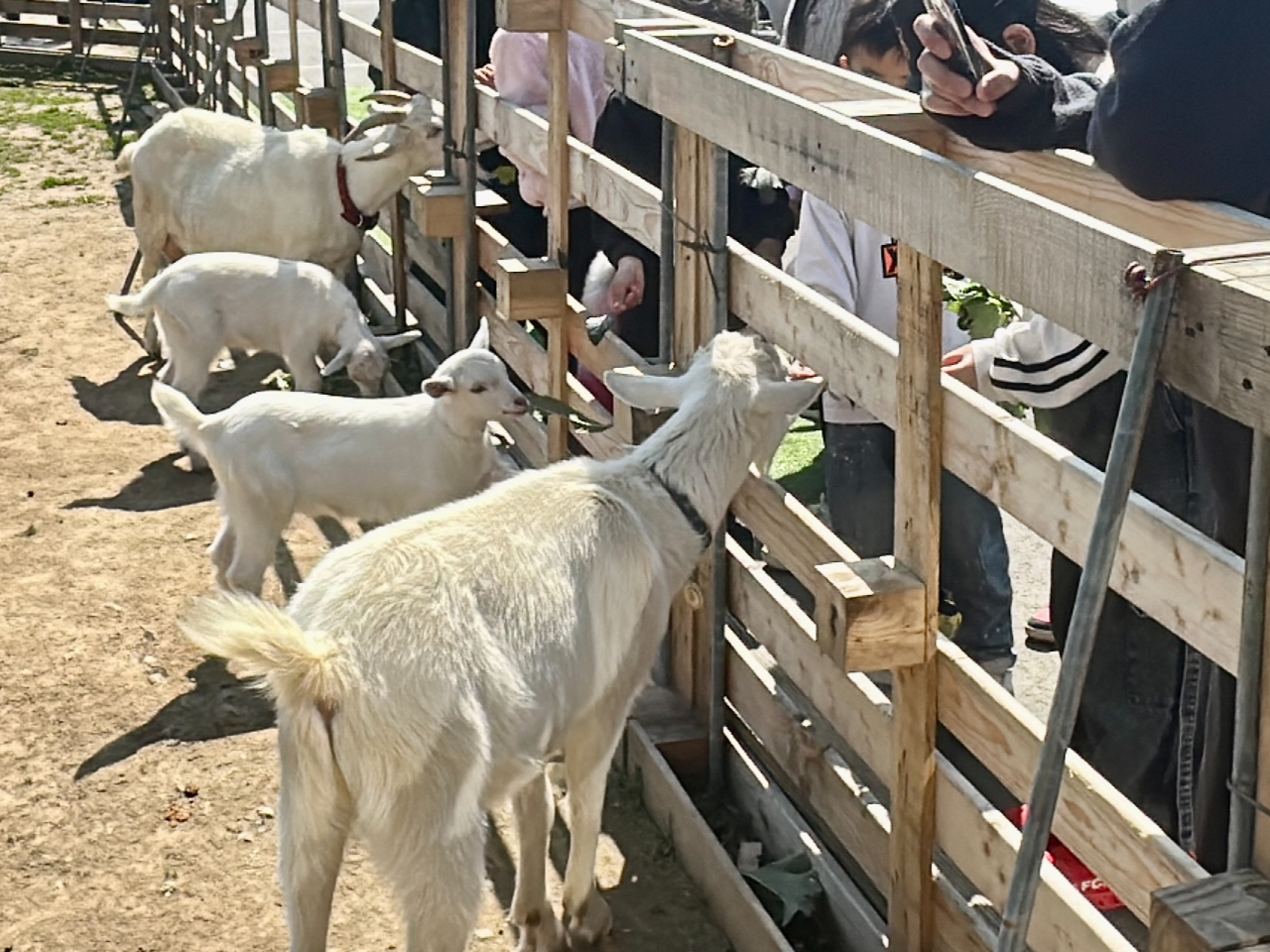 ̃w^͖ڂ̑ÕMt@~[ĐHׂĂ܂Iǎɂ݂ȑ勻łI