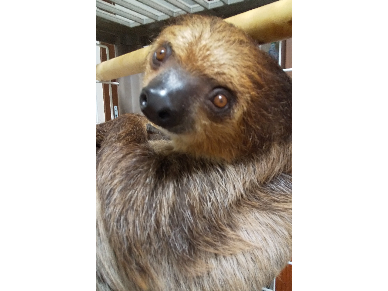 フタユビナマケモノのダル君。大好物のアボカドやブドウ、オクラを食べさせながら、そっと撫でてあげてください。