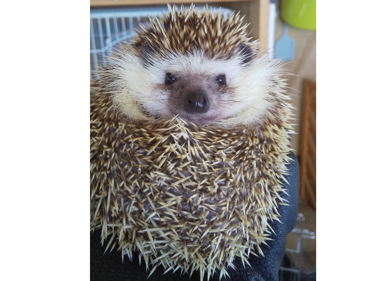 nlY~̕ɂ͓Ȏ܂܂AɂȂłB