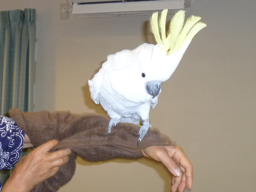 AILo^̃WX~͕Aj}eX̏lI݁BCBv̎܂Ęrɏ悹邱Ƃł܂B