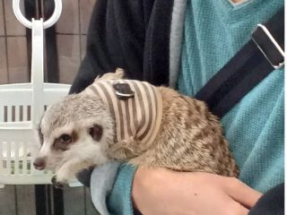 ミーアキャットのビリー君は抱っこ大好き