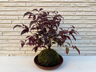 スタンダードプラン3,900円