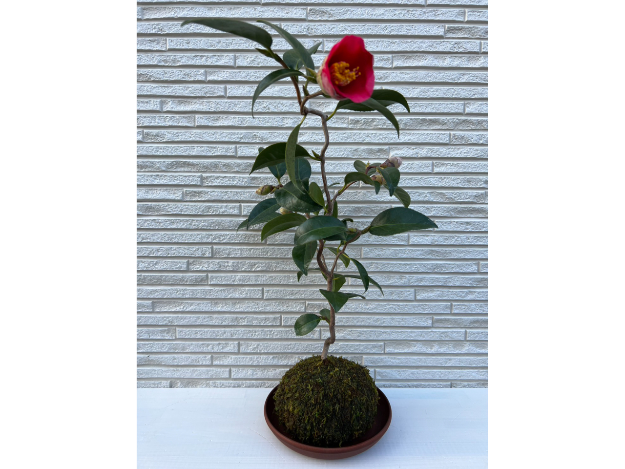 X^_[hv3,900~{IvV1,000~`