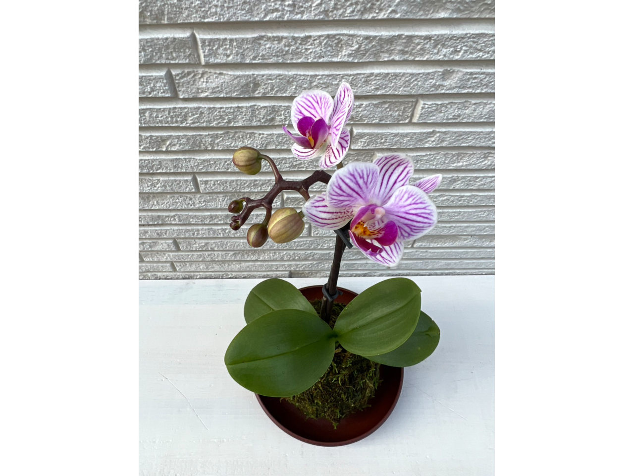 X^_[hv3,900~{IvV1,000~`