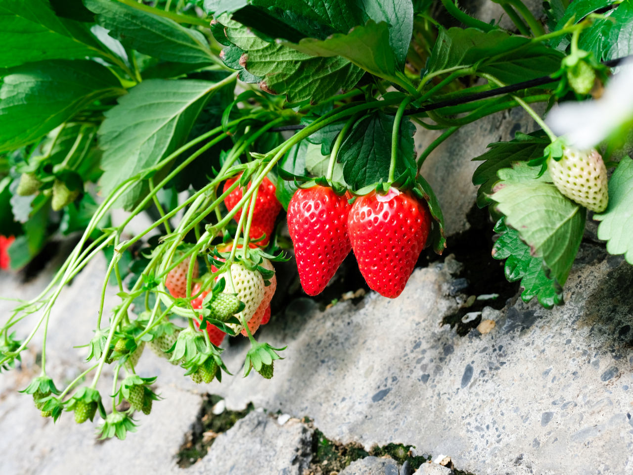 私たち、横山農園はいちご狩り（果物狩り）の元祖だと伝えられています。元祖石垣苺の章姫をぜひ食べにいらしてください。