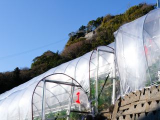 久能山石垣いちごの特徴は、なんと言っても斜めに積まれた石垣です。傾斜をつけた石垣が太陽光をいっぱいに受け、効率よくいちごに光や熱を伝えます。