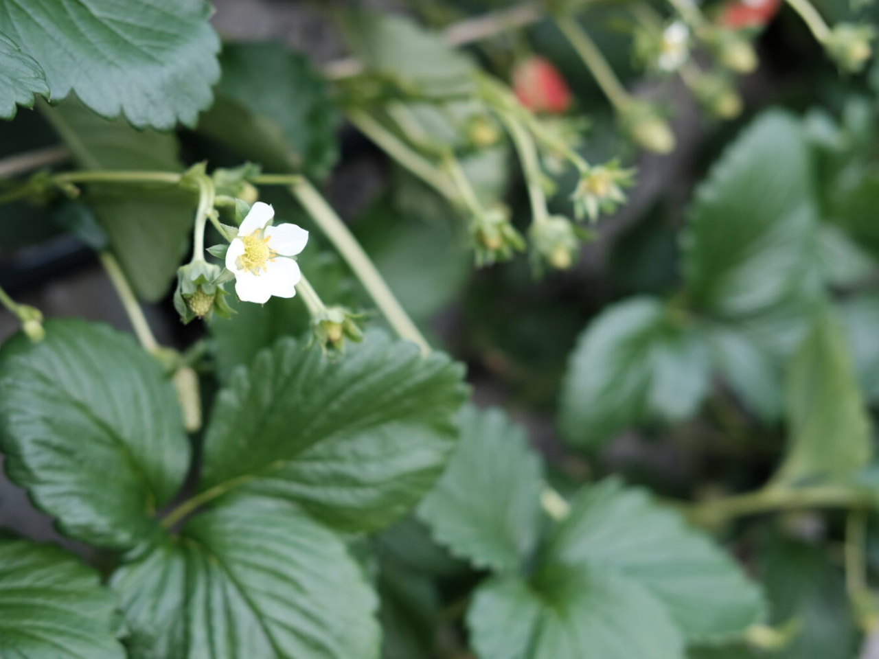 ���V�[�Y�������������w���n�x�����������p�ӂ��Ă��҂����Ă���܂��B