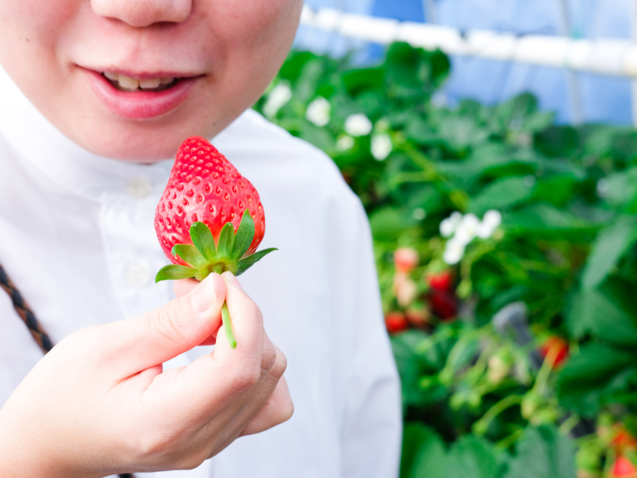 【5月~】\\2~3名様のご予約はこちら//じゃらん限定いちご狩り30分♪苺狩り...