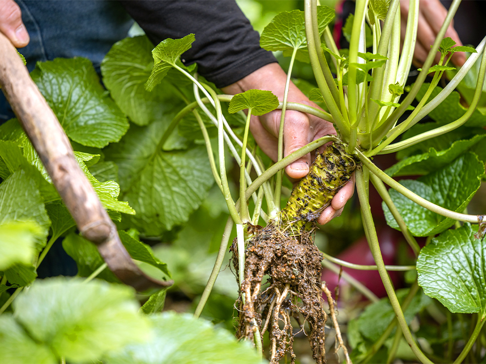 1日1組限定！】本わさび収穫体験/WASABI VILLAGE わさびビレッジ