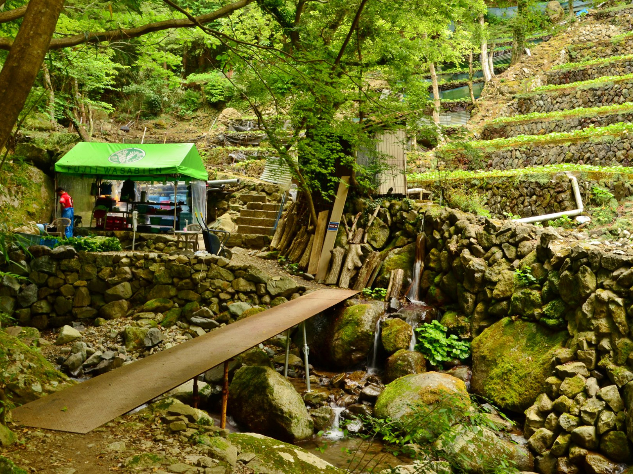 1日1組限定！】本わさび収穫体験/WASABI VILLAGE わさびビレッジ