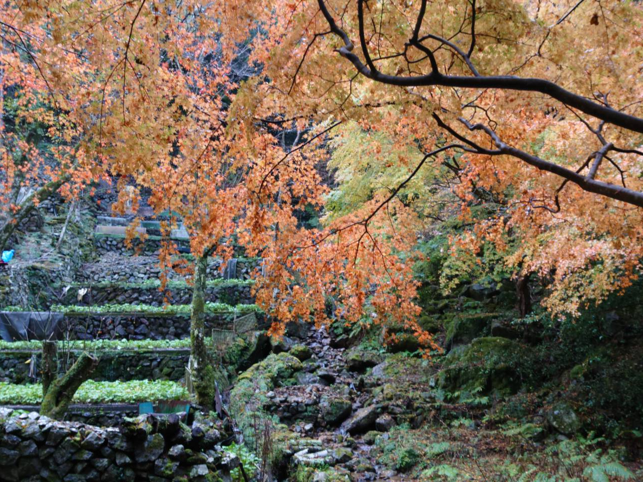 1日1組限定！】本わさび収穫体験/WASABI VILLAGE わさびビレッジ