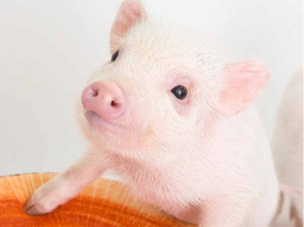 mipig cafe ���h�X�̎ʐ^2