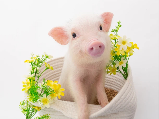 mipig cafe ���X�̎ʐ^2