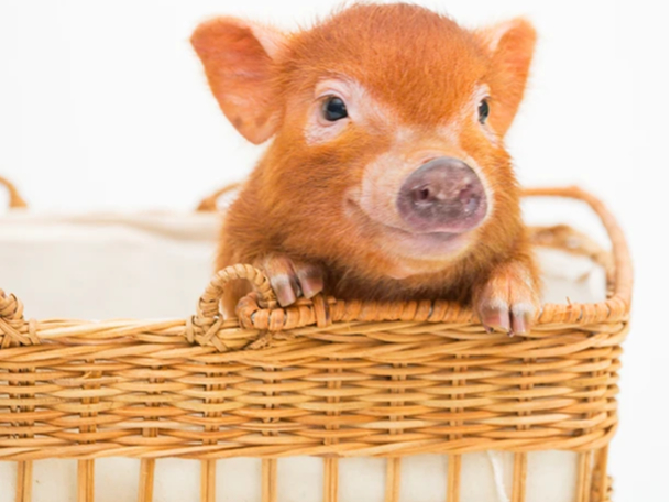 mipig cafe �C�I�����C�N�^�E���X�̎ʐ^2