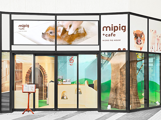 mipig cafe �C�I�����C�N�^�E���X�̎ʐ^3