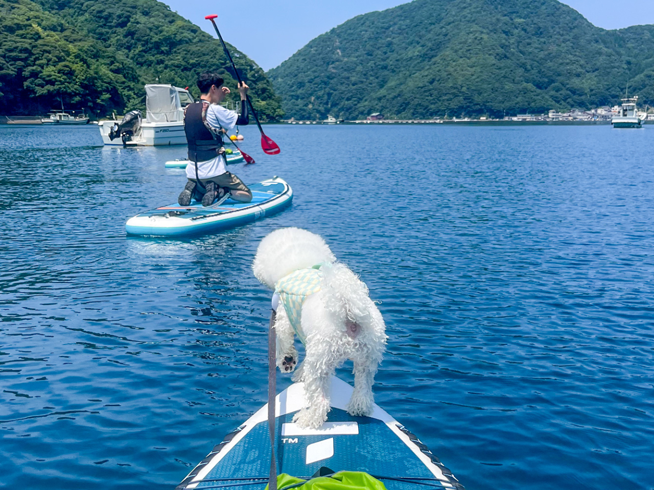 愛犬と一緒に参加もOK!(中型犬まで)