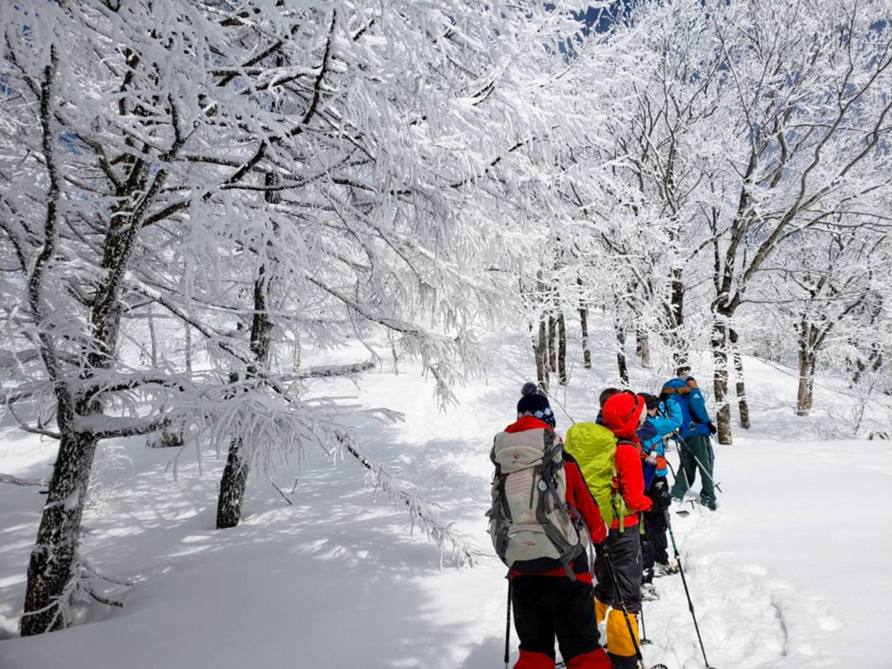 【高島・朽木】原生の森でスノーシューツアー《初心者OK!雪原を歩く冬の冒険!》