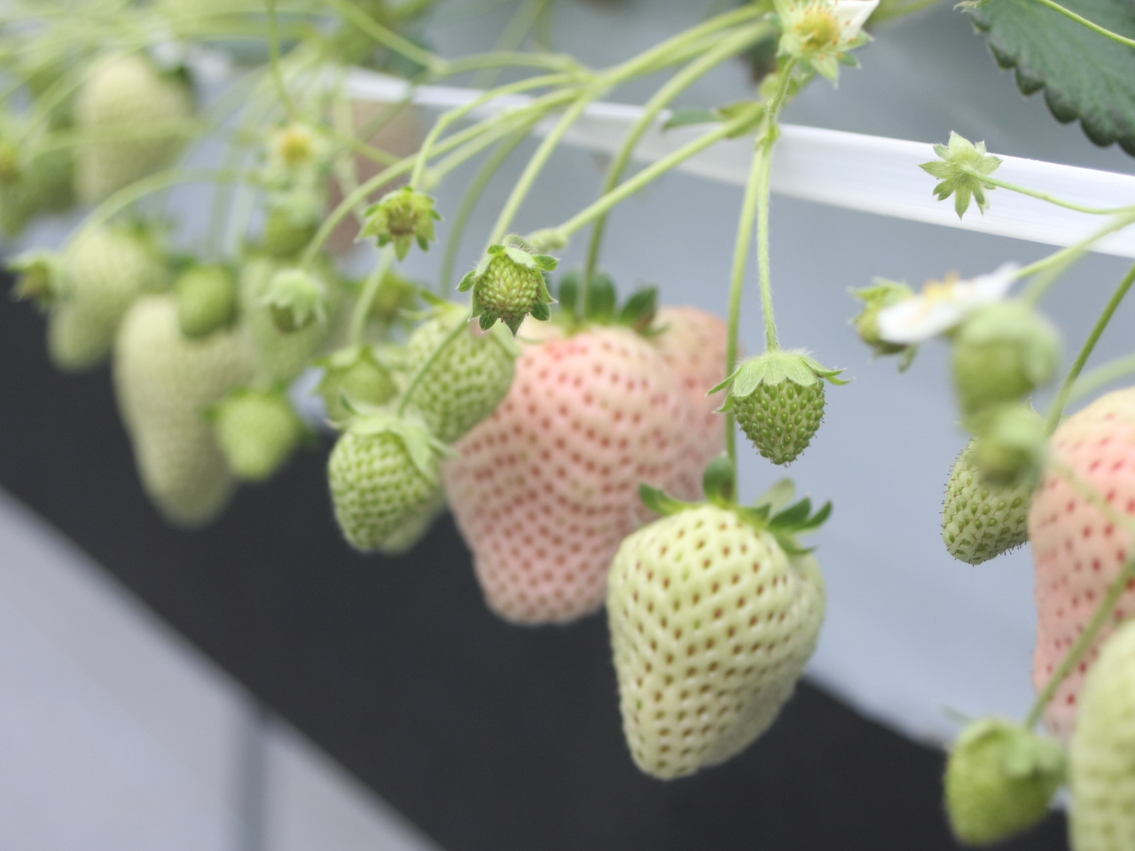 Ⴔij܂ލő4i킪HוłI