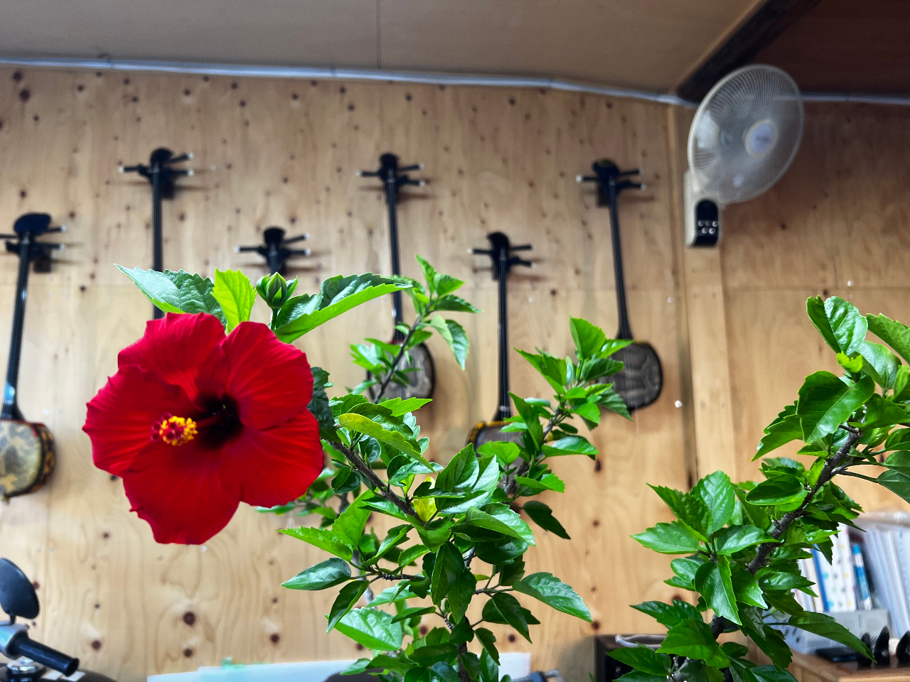 NnCrXJX炫܂B΂ƐԂ̃RgXgfGłBOǂł