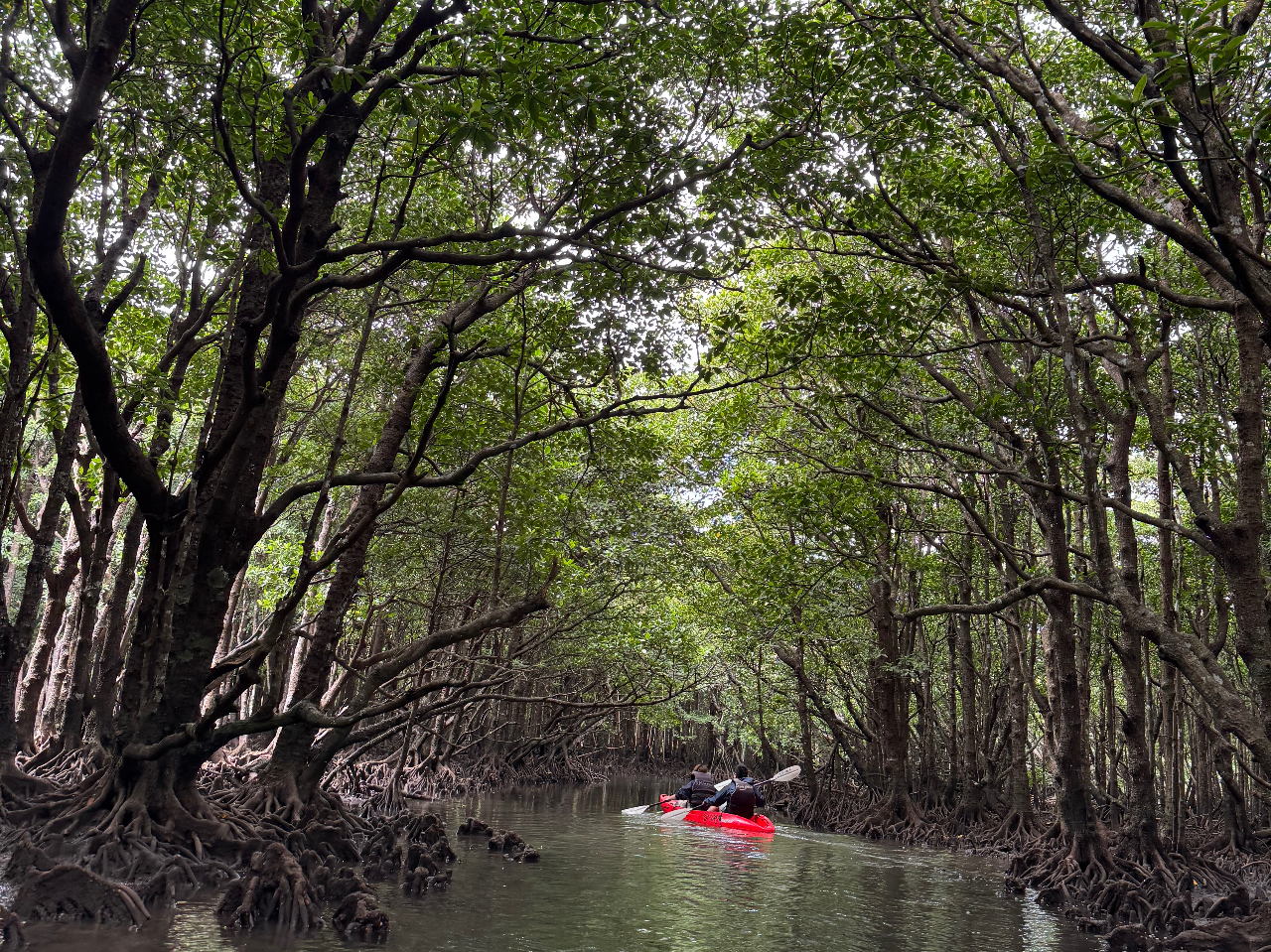 吹通川観光マングローブ原生林のトンネルをゆったり深呼吸して行きますー元気のでるコースへ