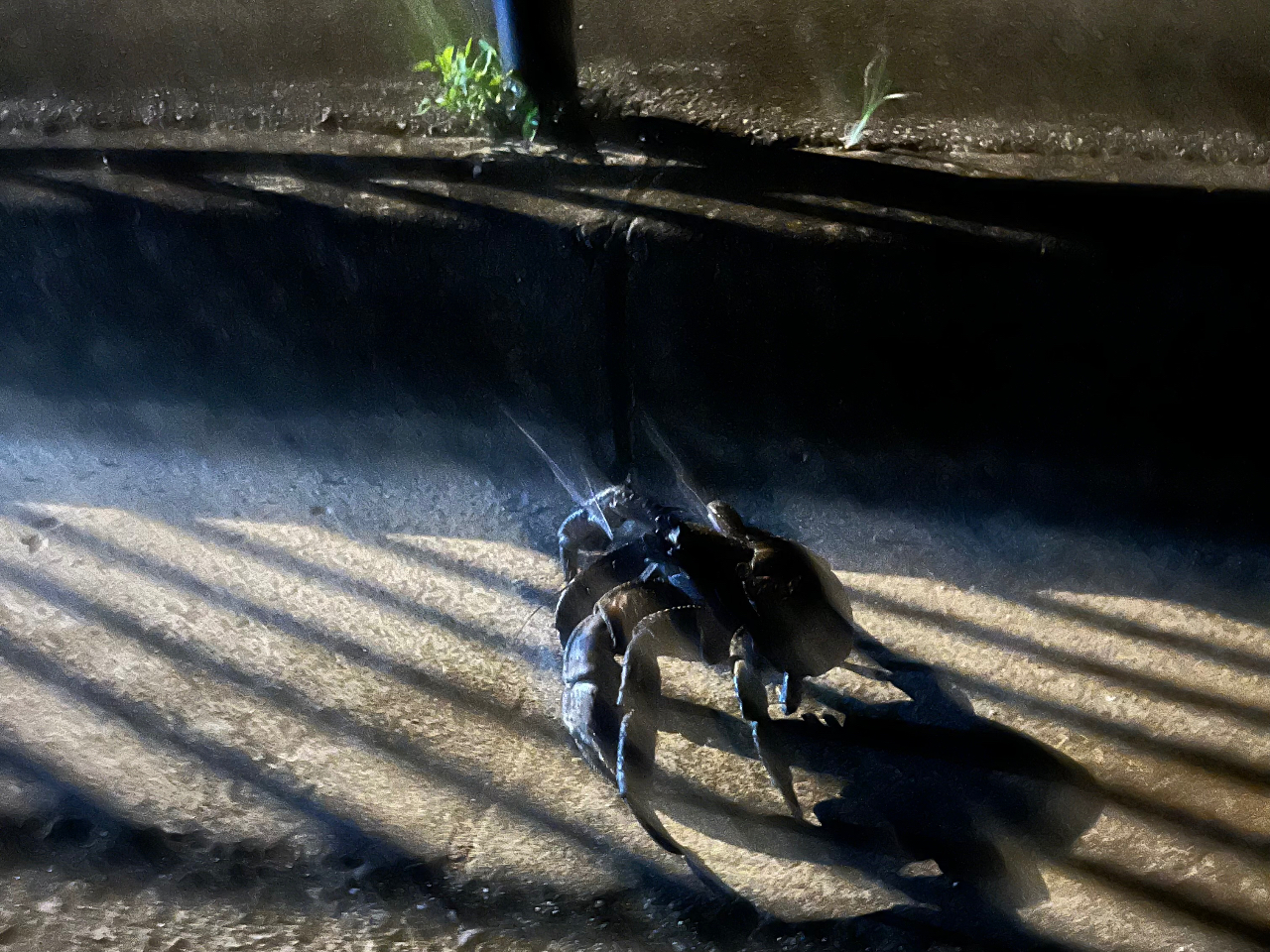 ヤシガニ君散歩道