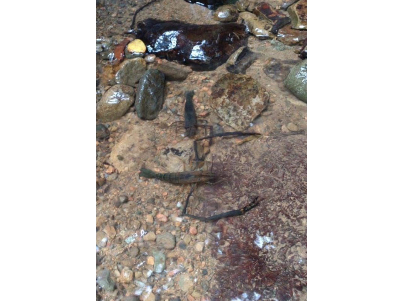 テナガエビのんびりー