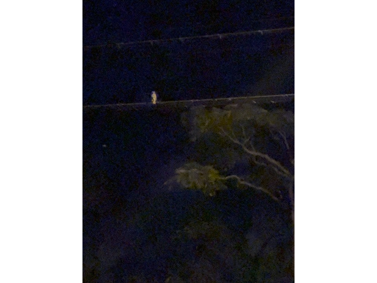 ゆっくりじっくり聞いてね(リュウキュウコノハズク)