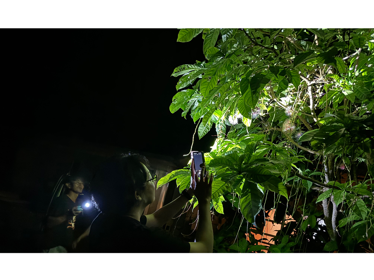 サンセットカヌー(陽が沈んだあとはナイトツアーへ)